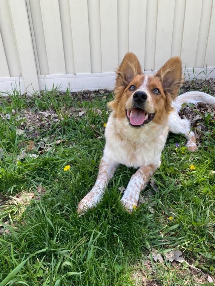 Auggie (Nickel), a Adoptable mixed breed in Wausau, WI image 6/6