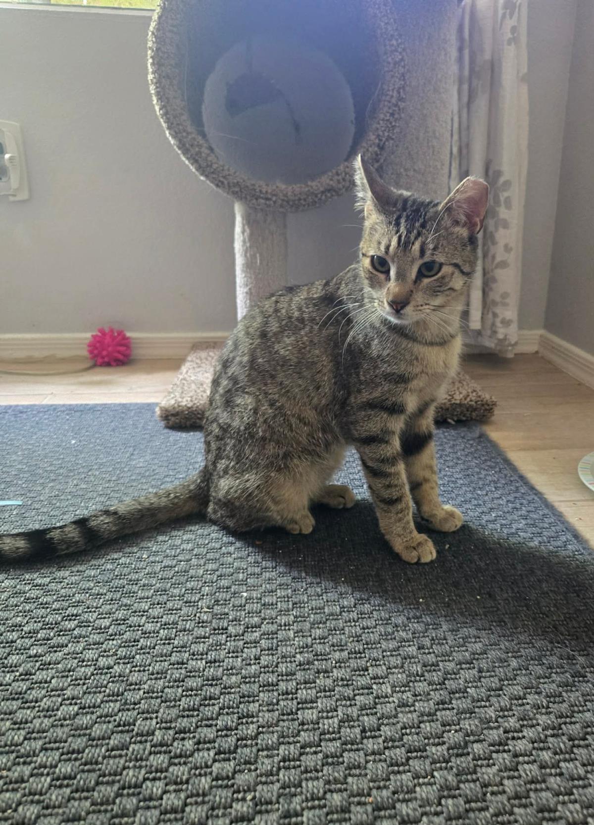 Harper Lee, Adoptable, Adult Female Domestic Short Hair & Tabby.