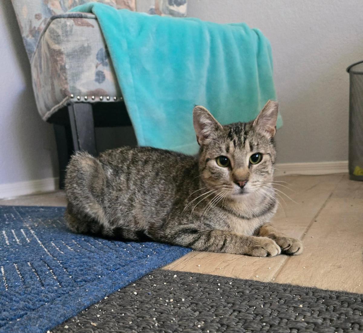 Enlarge Harper Lee, a Adoptable mixed breed in Chandler, AZ image 2/3