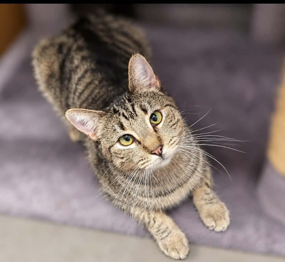 Enlarge Harper Lee, a Adoptable mixed breed in Chandler, AZ image 3/3