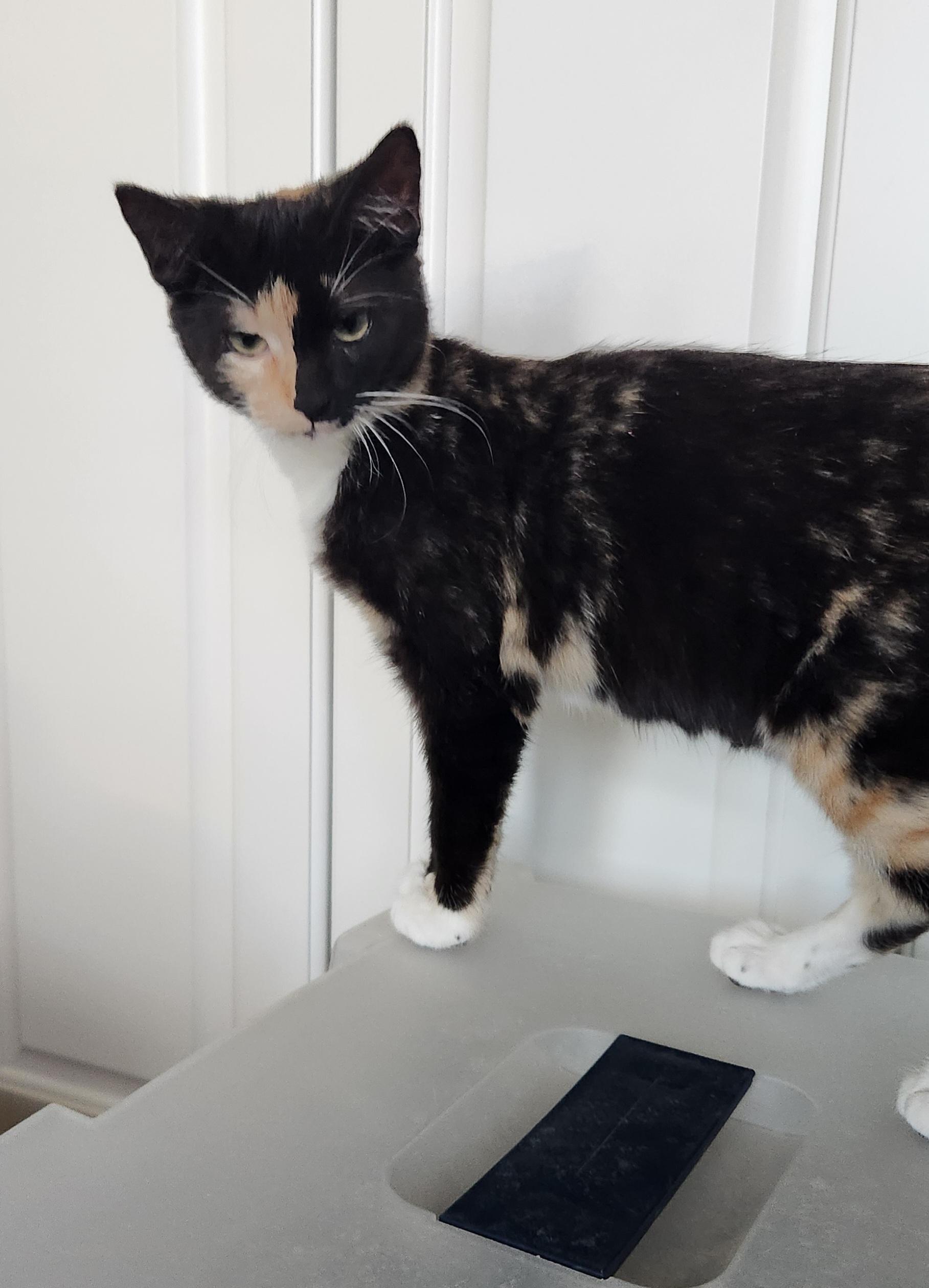 Enlarge Lily Haseman, a ADOPTABLE Domestic Short Hair in Denver, CO image 4/4