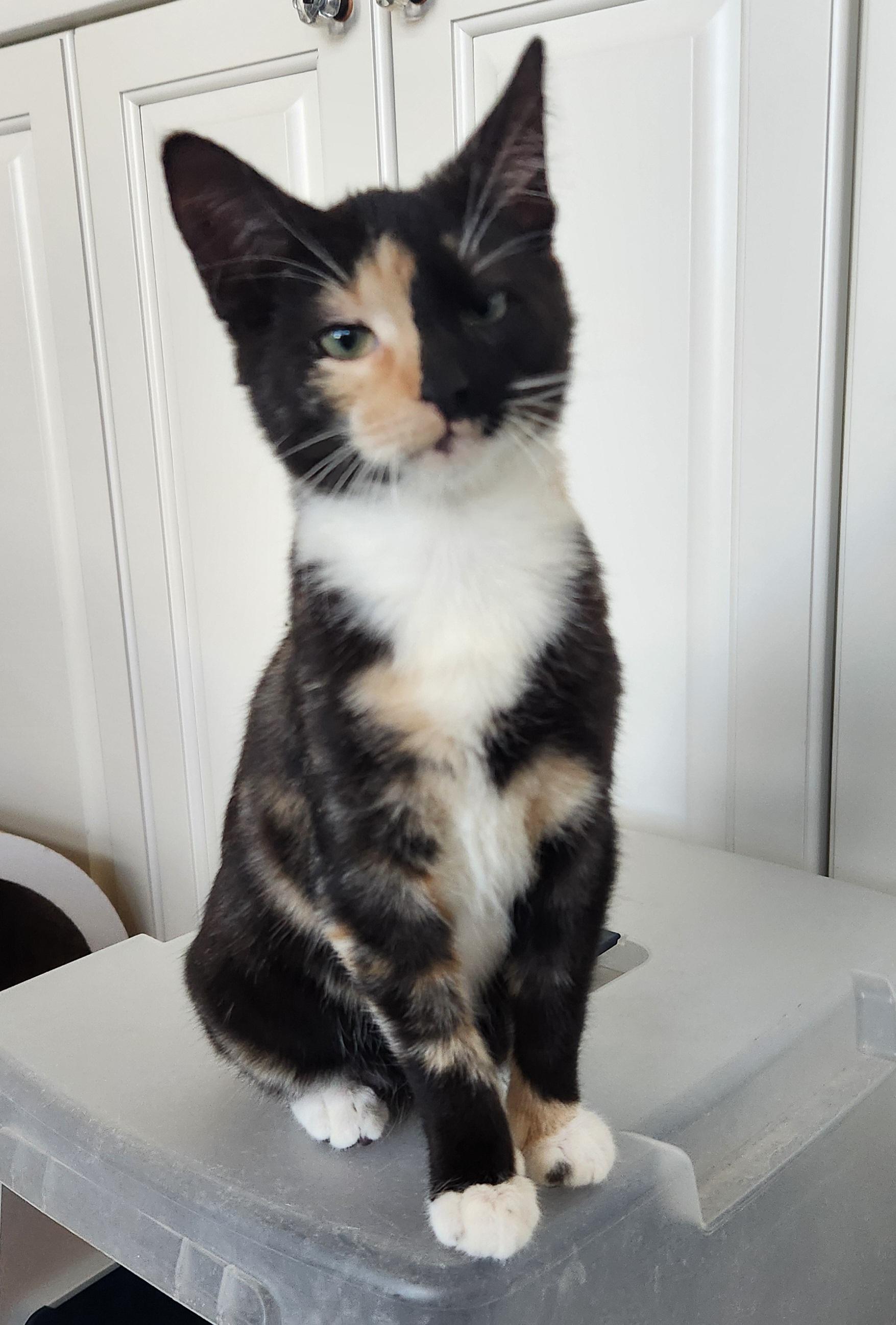 Enlarge Lily Haseman, a ADOPTABLE Domestic Short Hair in Denver, CO image 1/4