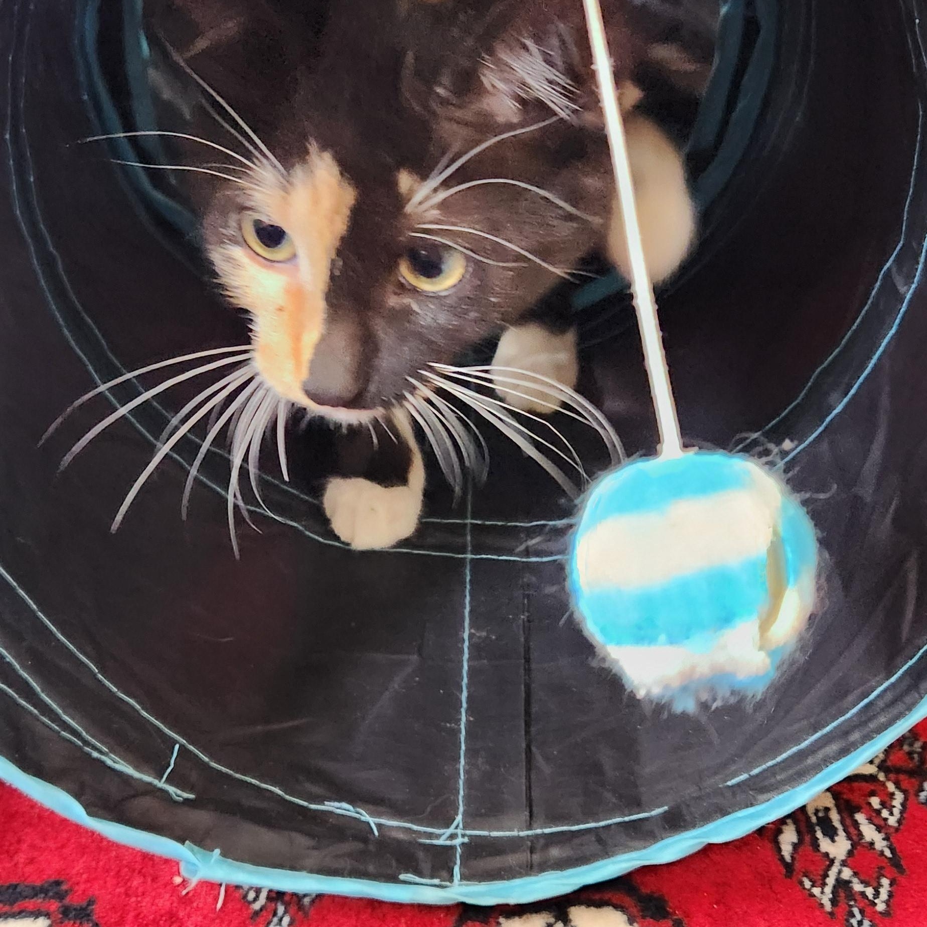 Enlarge Lily Haseman, a ADOPTABLE Domestic Short Hair in Denver, CO image 2/4