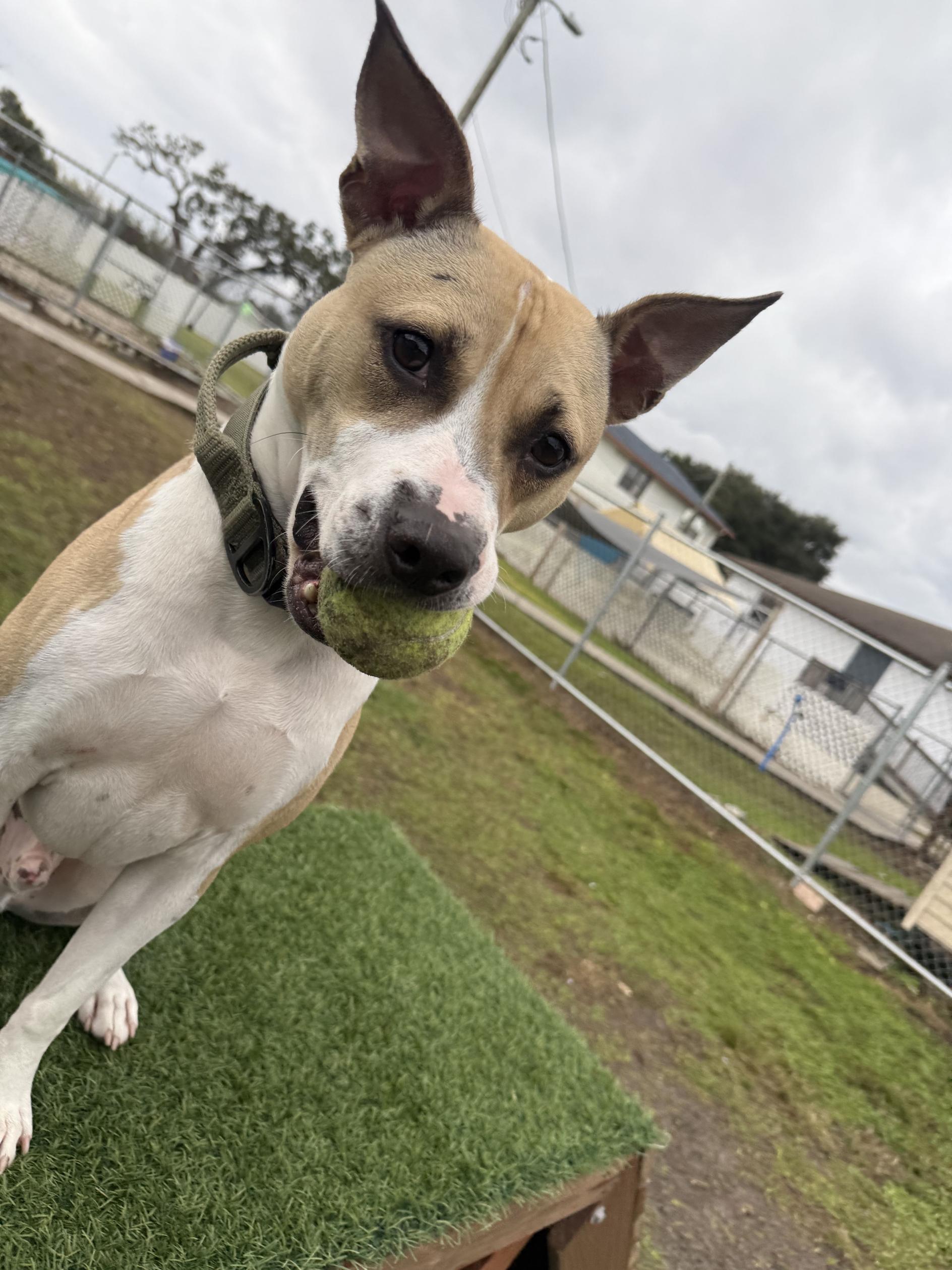 Enlarge Taz, a Adoptable mixed breed in New Port Richey, FL image 4/4
