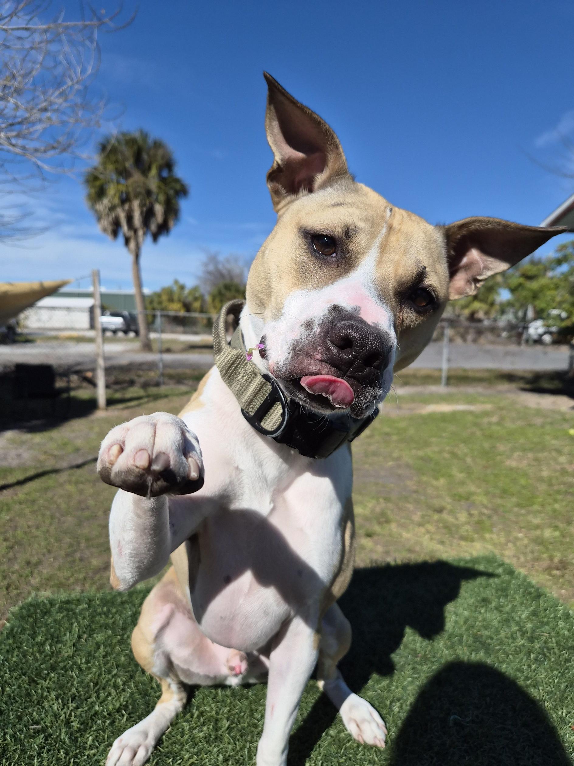 Taz, Adoptable, Adult Male Mixed Breed.