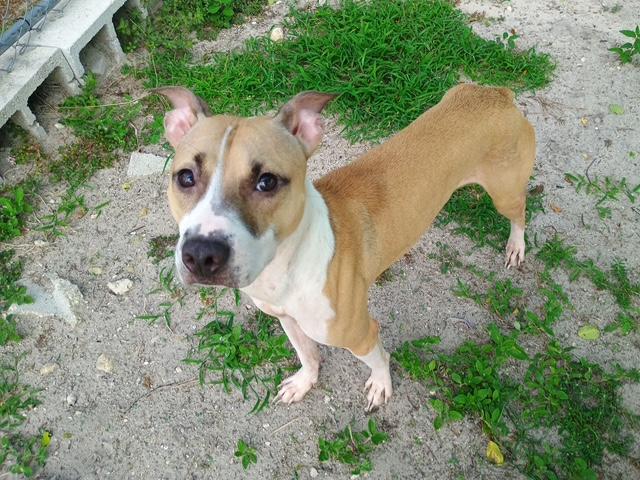 Enlarge Taz, a Adoptable mixed breed in New Port Richey, FL image 1/1