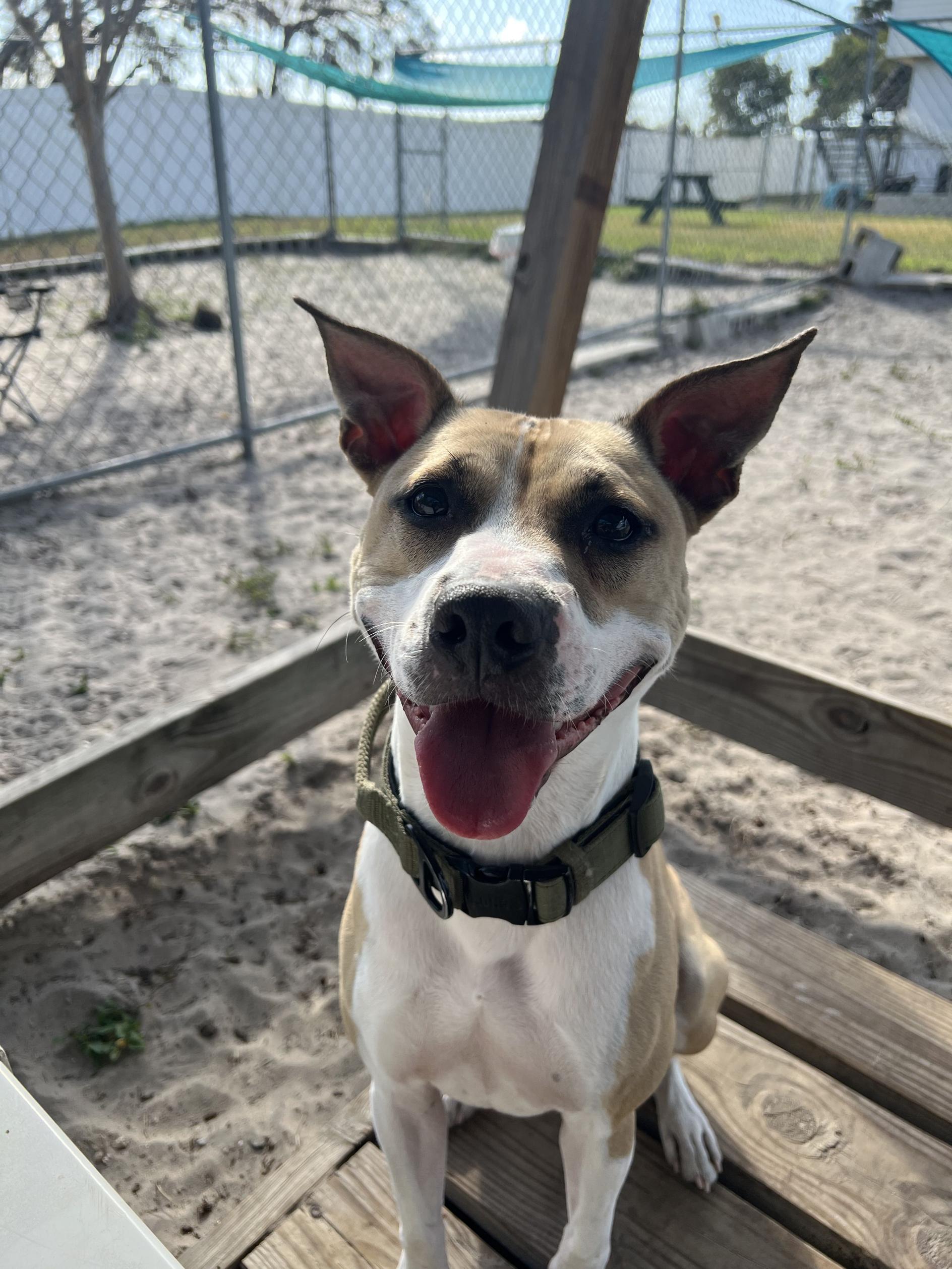 Enlarge Taz, a Adoptable mixed breed in New Port Richey, FL image 2/4