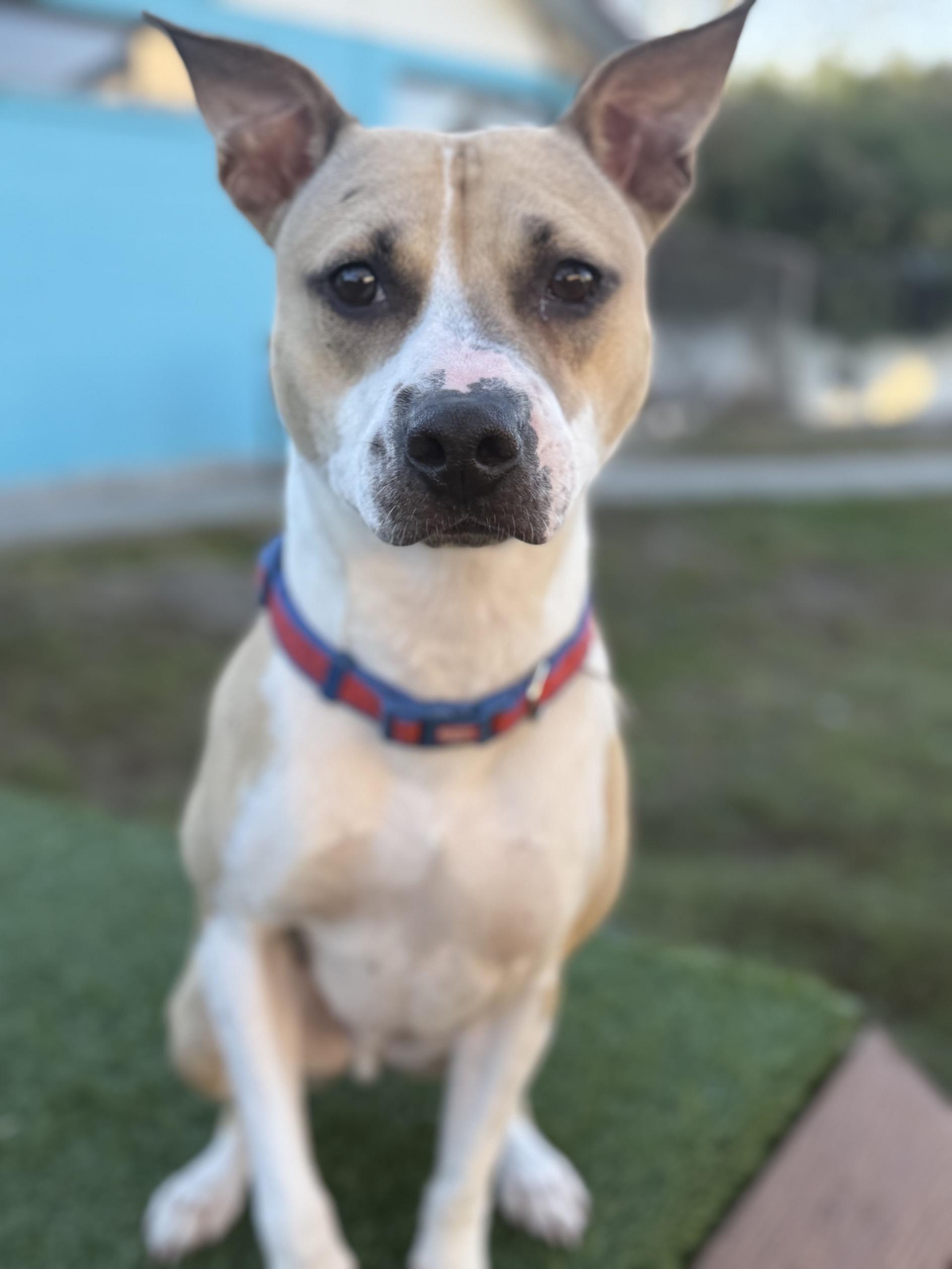 Enlarge Taz, a Adoptable mixed breed in New Port Richey, FL image 3/4