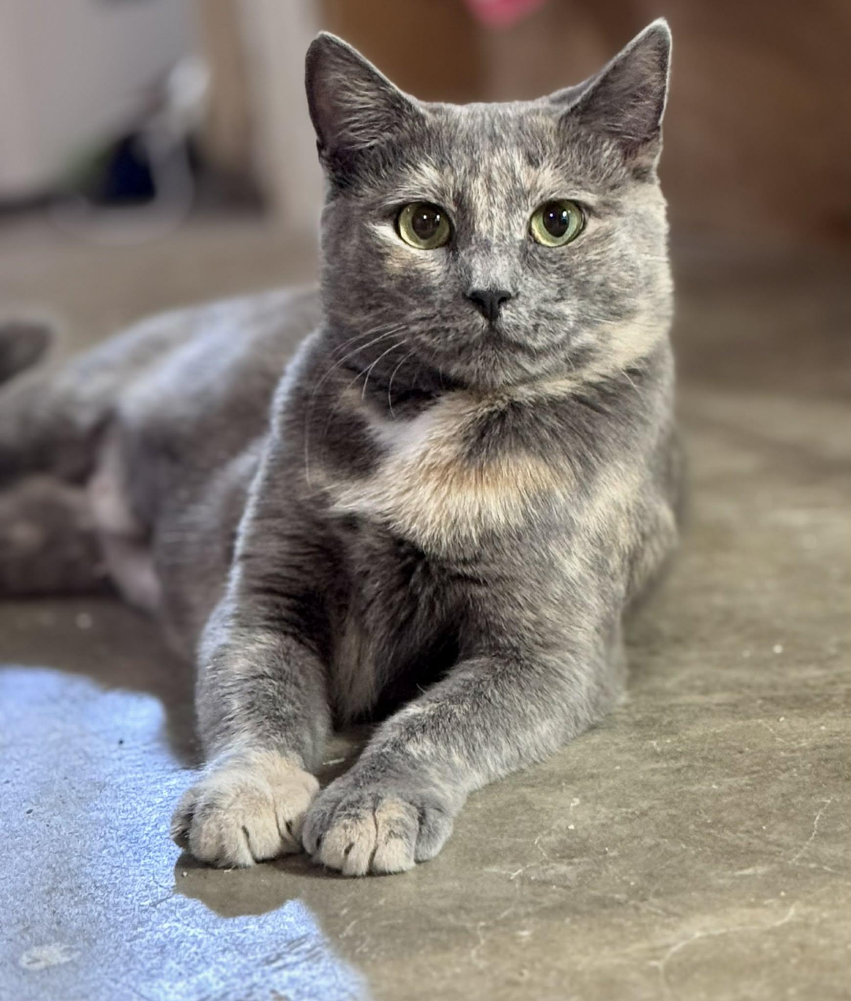 Enlarge Plum, a Adopted Dilute Tortoiseshell in Rixeyville, VA image 3/3