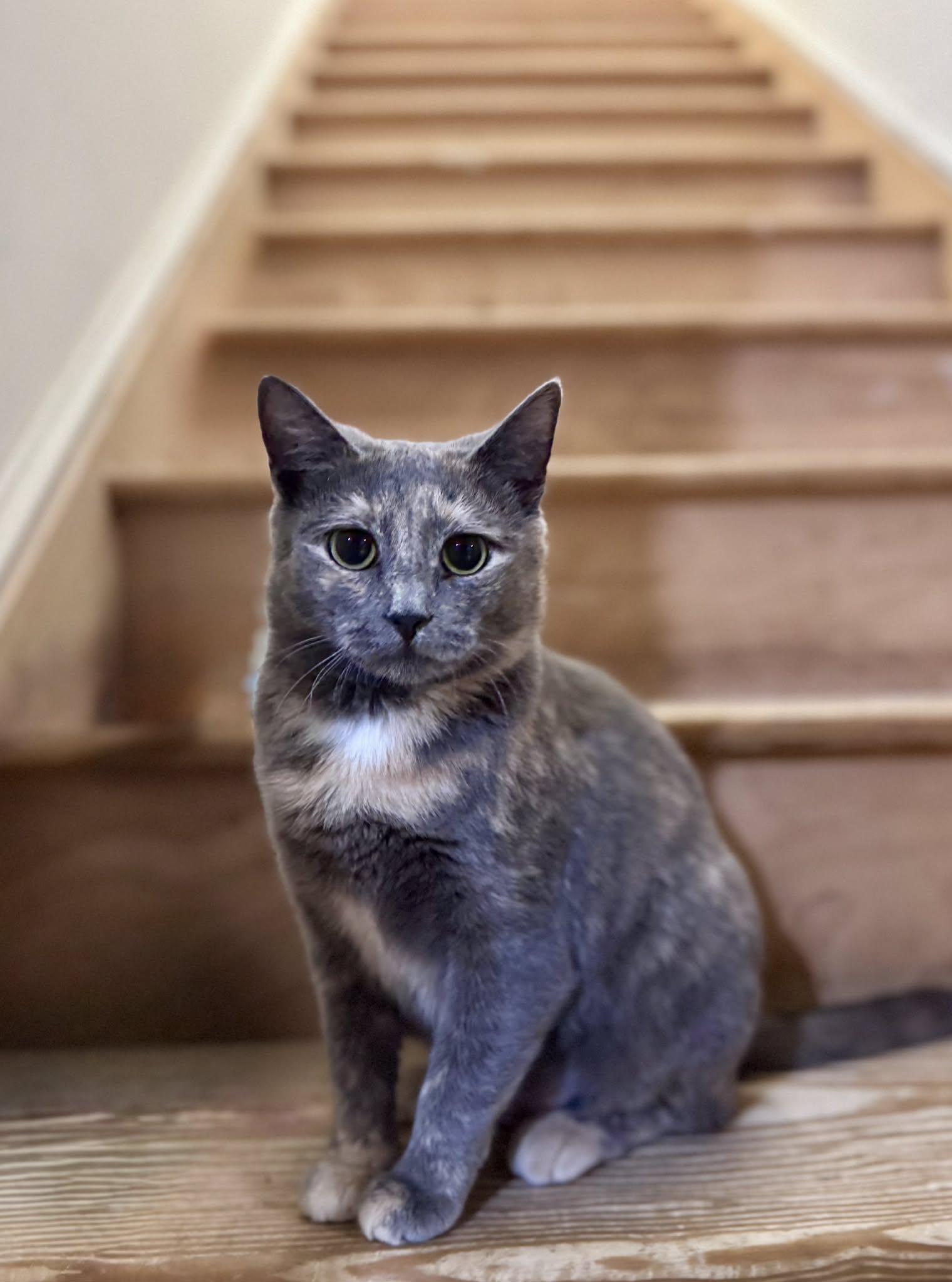 Plum, Adopted, Young Female Dilute Tortoiseshell.