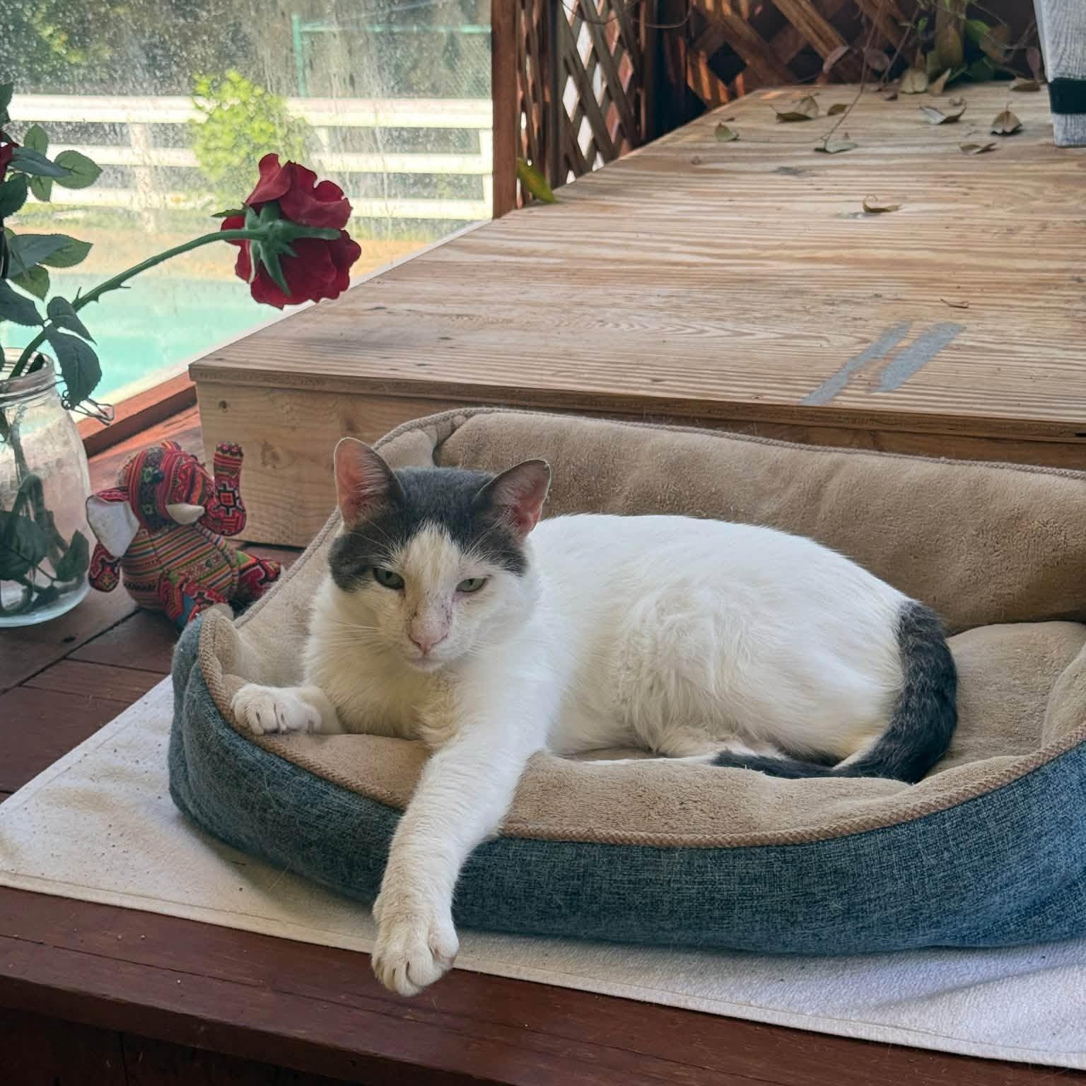 Enlarge Buddha- Courtesy Post, a Adoptable Domestic Short Hair in Frederick, MD image 1/3