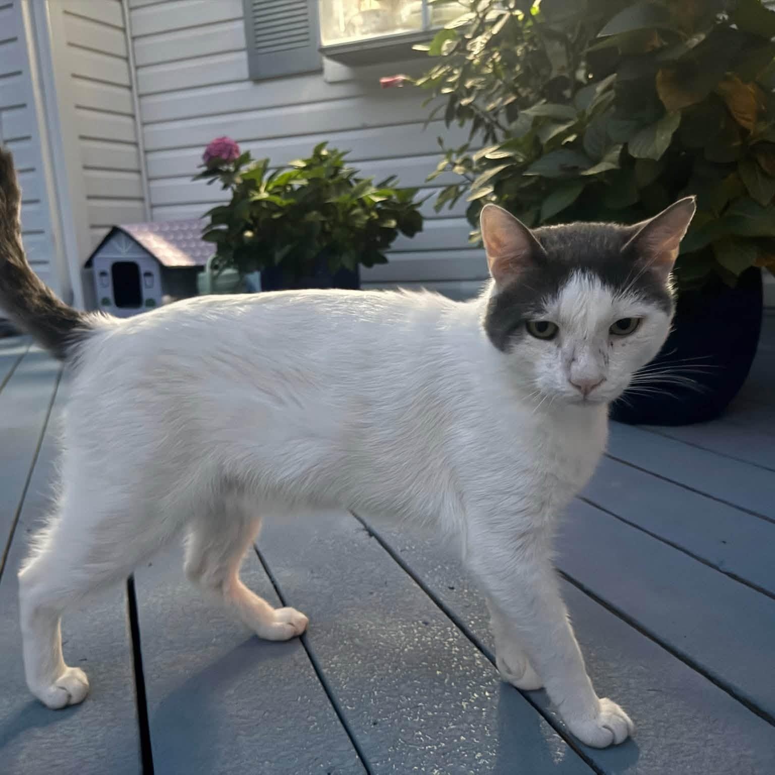 Enlarge Buddha- Courtesy Post, a Adoptable Domestic Short Hair in Frederick, MD image 3/3