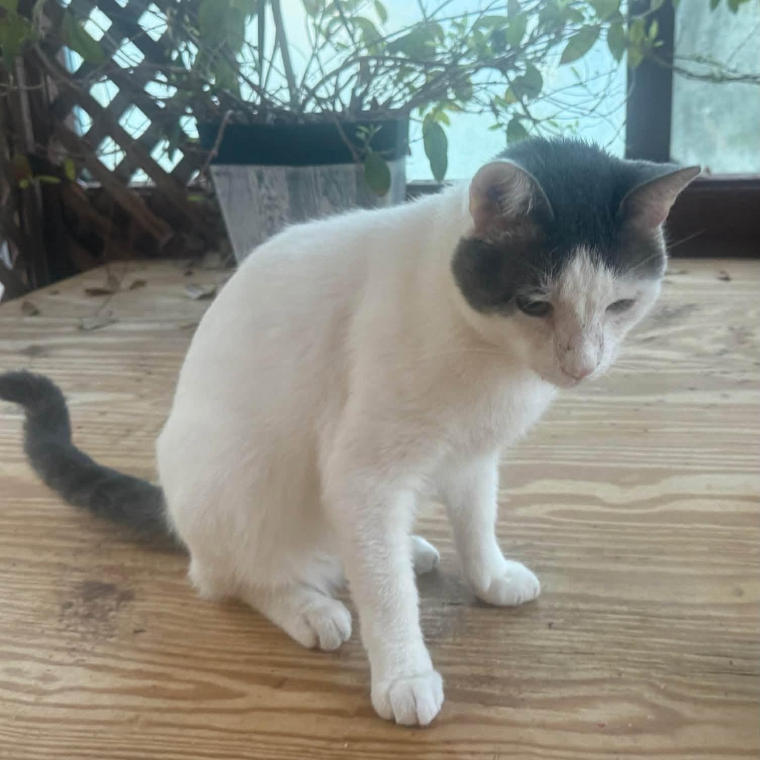 Enlarge Buddha- Courtesy Post, a Adoptable Domestic Short Hair in Frederick, MD image 2/3