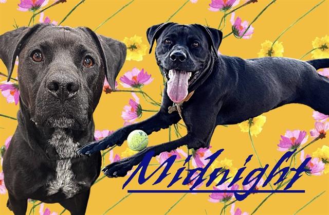 MIDNIGHT, Adoptable, Adult Female Cane Corso & Pit Bull Terrier.