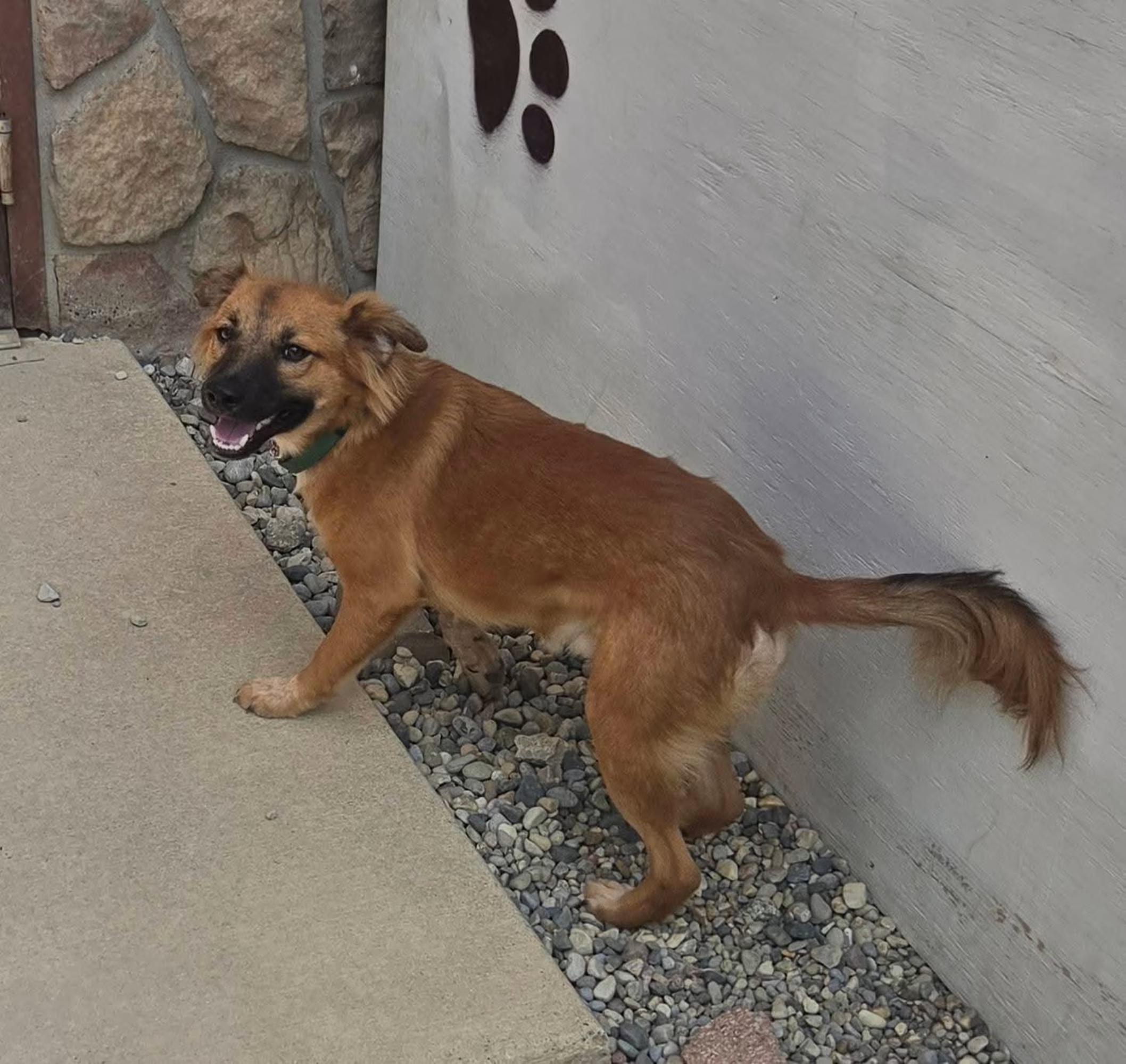 Enlarge Comet, a ADOPTABLE mixed breed in Sterling Heights, MI image 3/4
