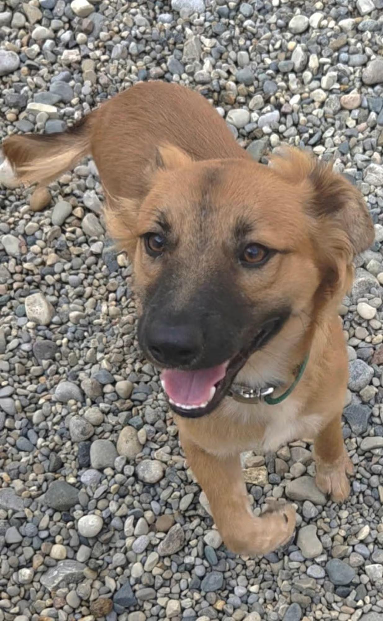 Comet, ADOPTABLE, Young Male Australian Shepherd.