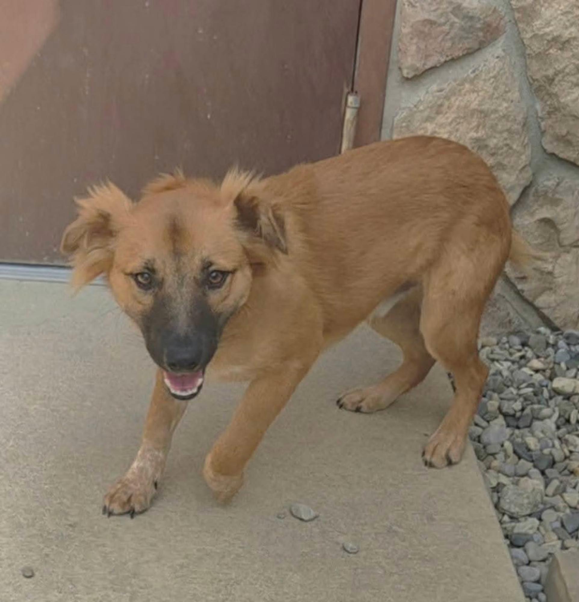 Enlarge Comet, a ADOPTABLE mixed breed in Sterling Heights, MI image 4/4