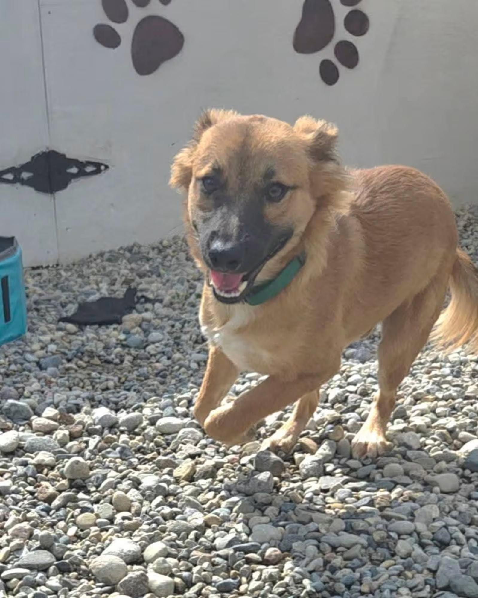 Enlarge Comet, a ADOPTABLE mixed breed in Sterling Heights, MI image 2/4