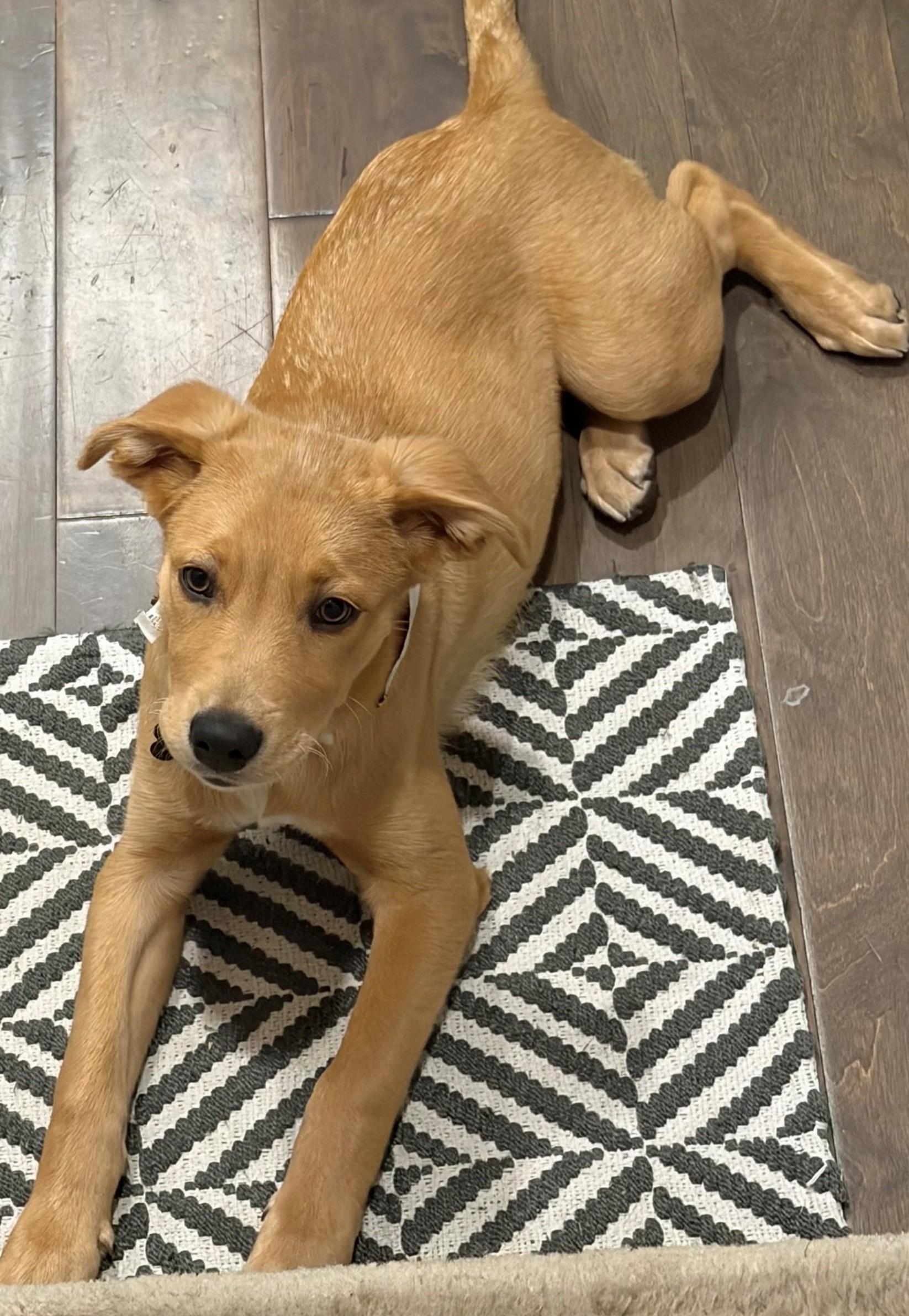 Enlarge Ryder-Available www.lhar.dog to apply, a Adoptable mixed breed in Frederick, MD image 4/6