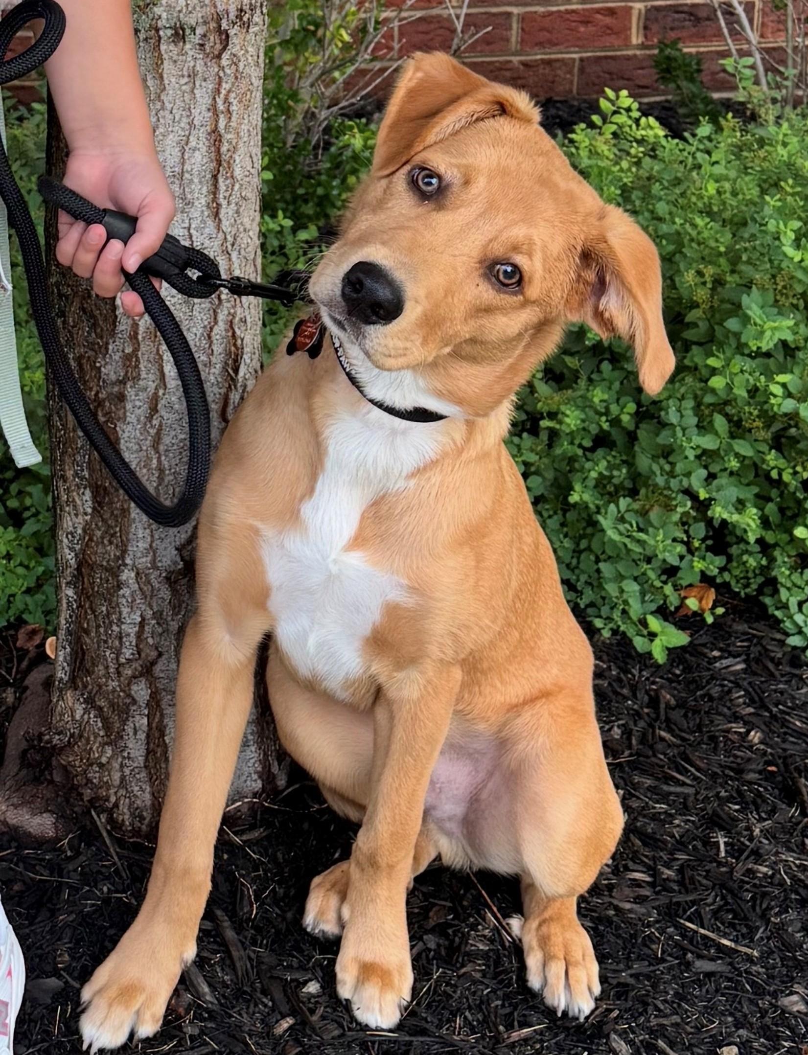 Enlarge Ryder-Available www.lhar.dog to apply, a Adoptable mixed breed in Frederick, MD image 3/6