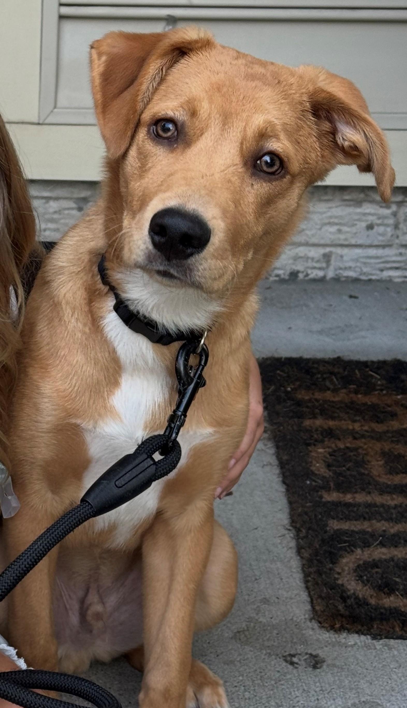 Enlarge Ryder-Available www.lhar.dog to apply, a Adoptable mixed breed in Frederick, MD image 5/6