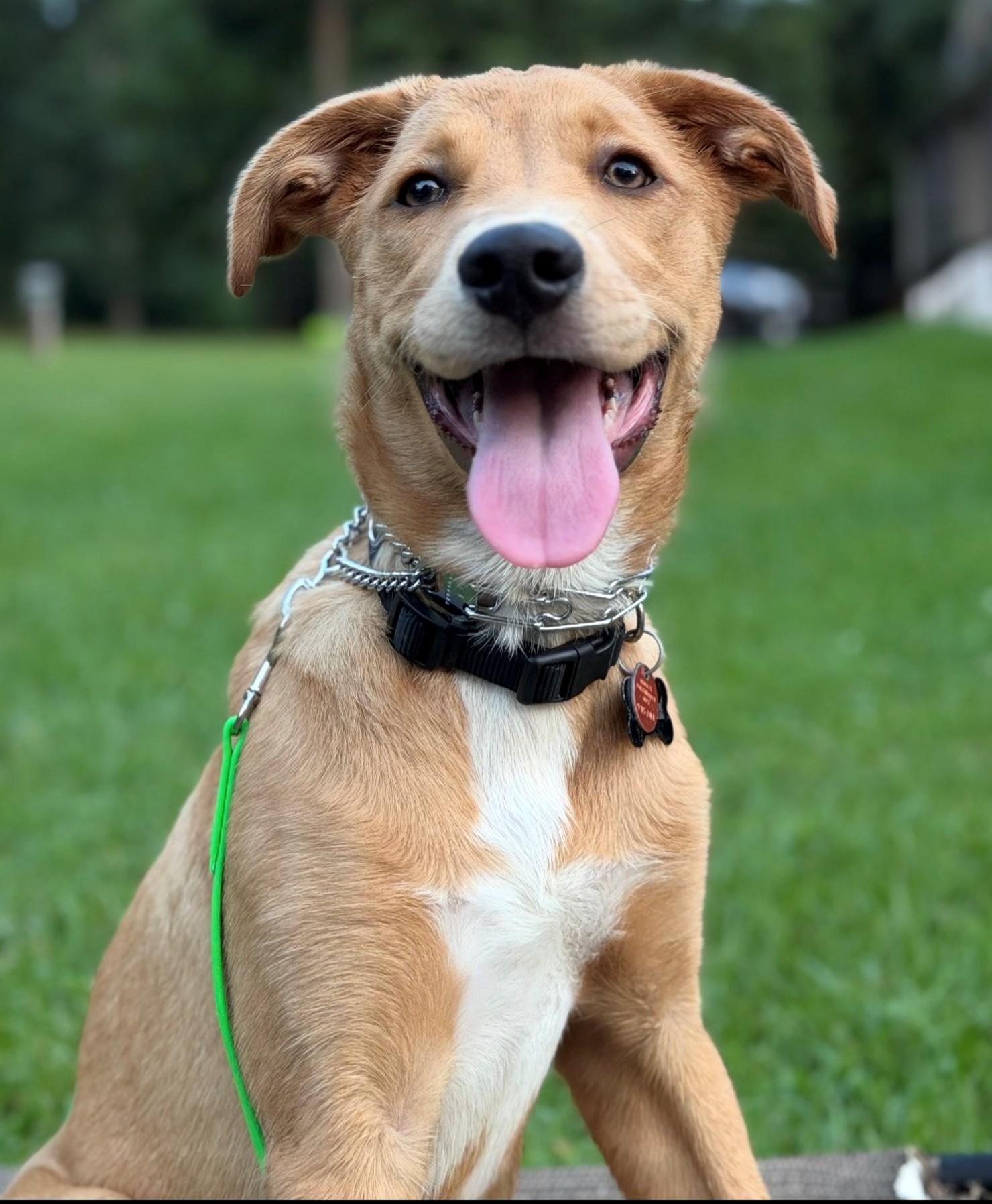 Enlarge Ryder-Available www.lhar.dog to apply, a Adoptable mixed breed in Frederick, MD image 1/6