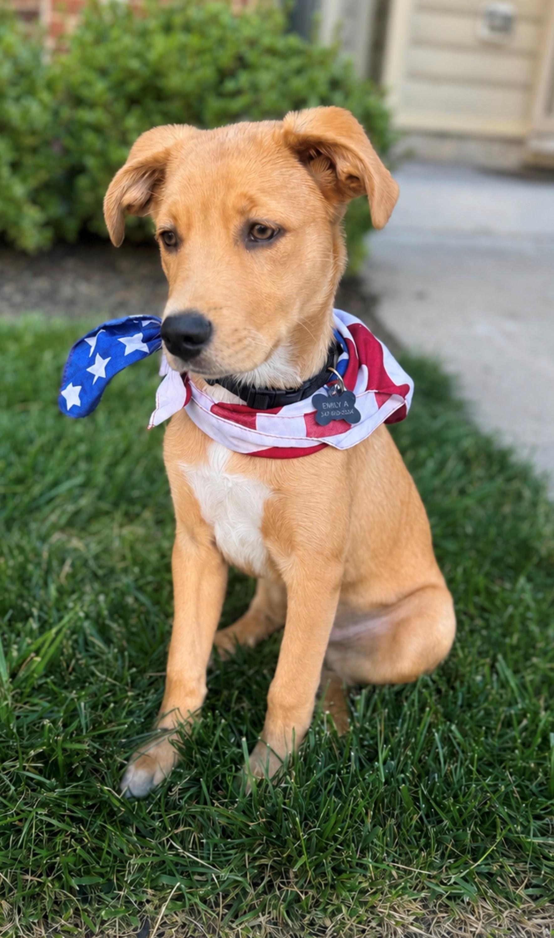 Enlarge Ryder-Available www.lhar.dog to apply, a Adoptable mixed breed in Frederick, MD image 2/6