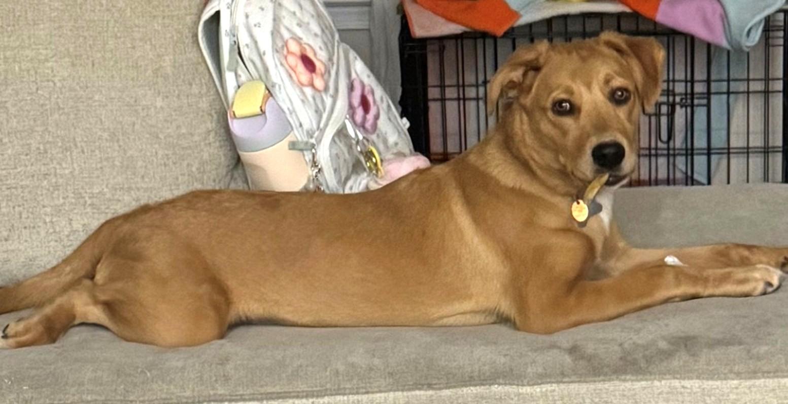 Enlarge Ryder-Available www.lhar.dog to apply, a Adoptable mixed breed in Frederick, MD image 6/6