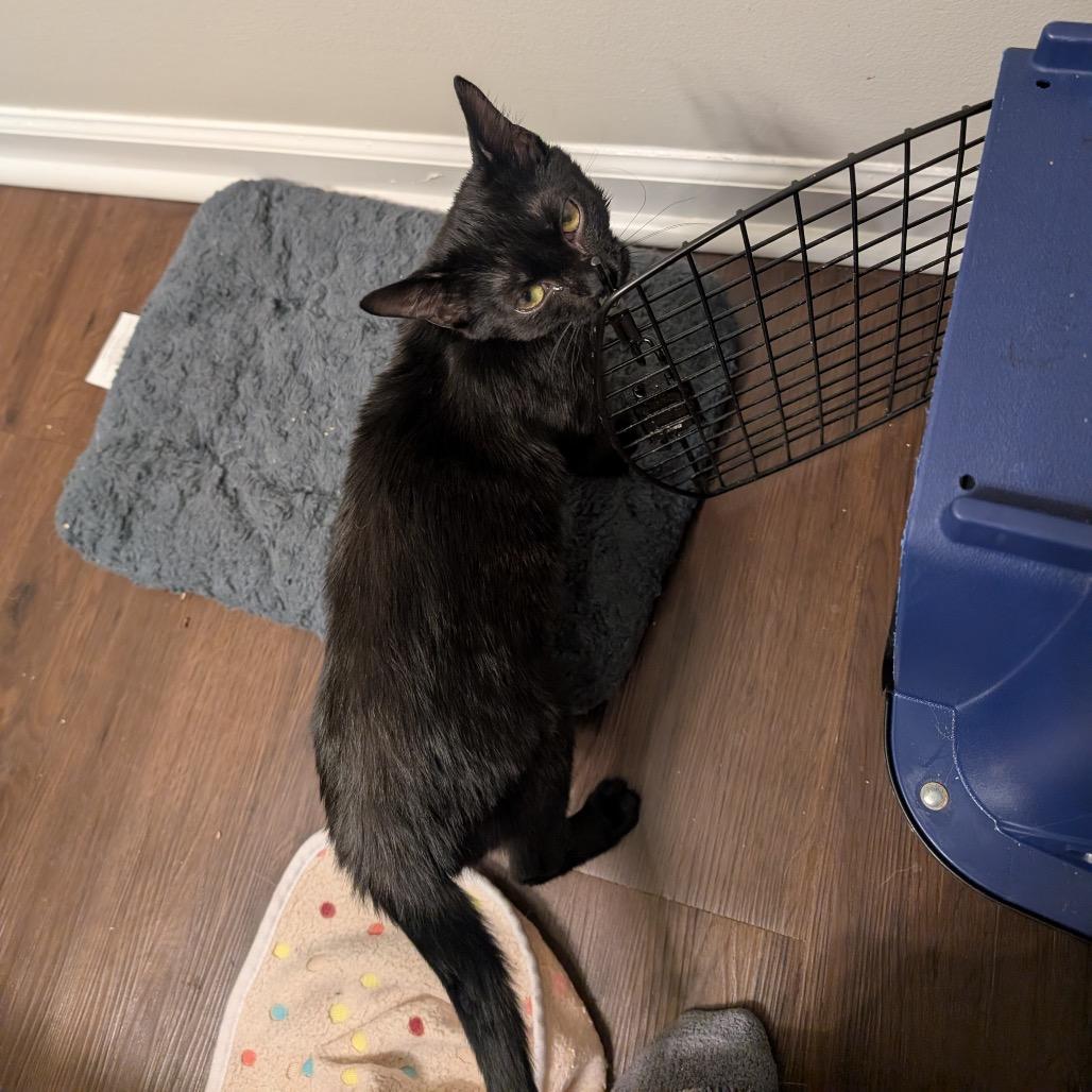 Lord Nikon, Adoptable, Young Male Domestic Short Hair.