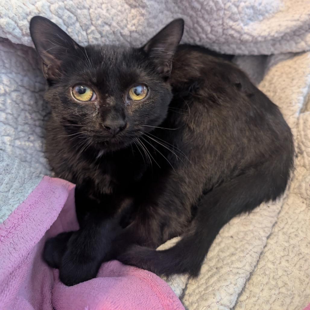 Enlarge Lord Nikon, a Adoptable Domestic Short Hair in Nashville, TN image 2/6