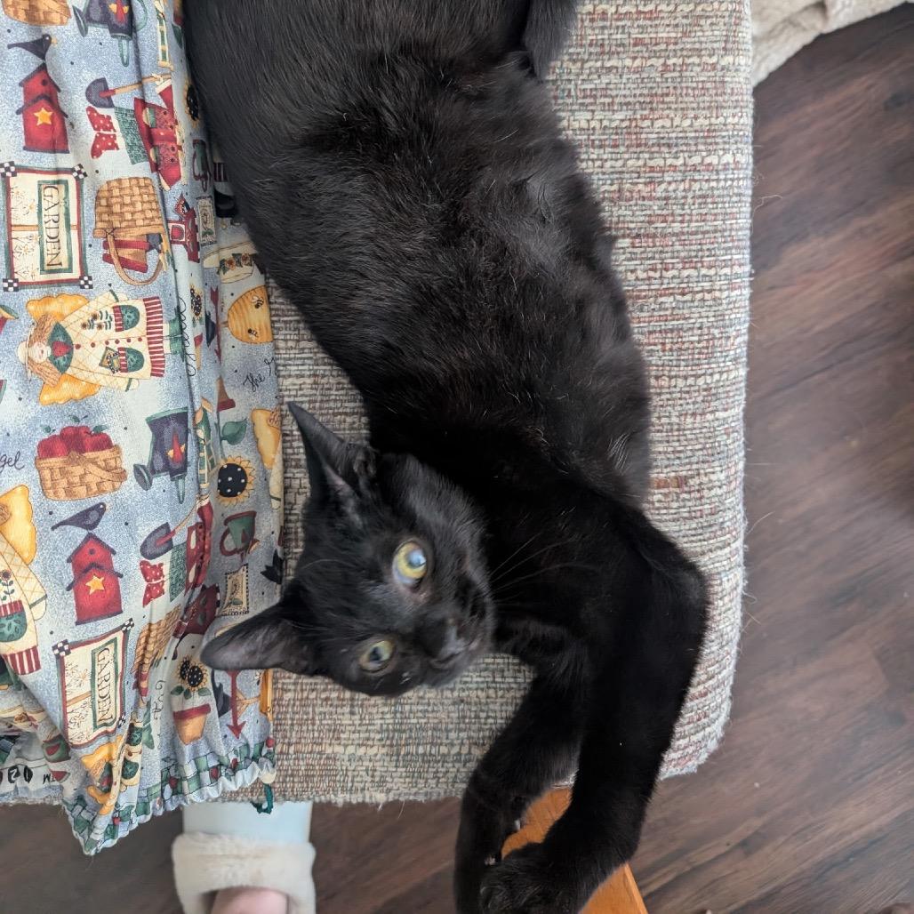 Enlarge Lord Nikon, a Adoptable Domestic Short Hair in Nashville, TN image 3/6