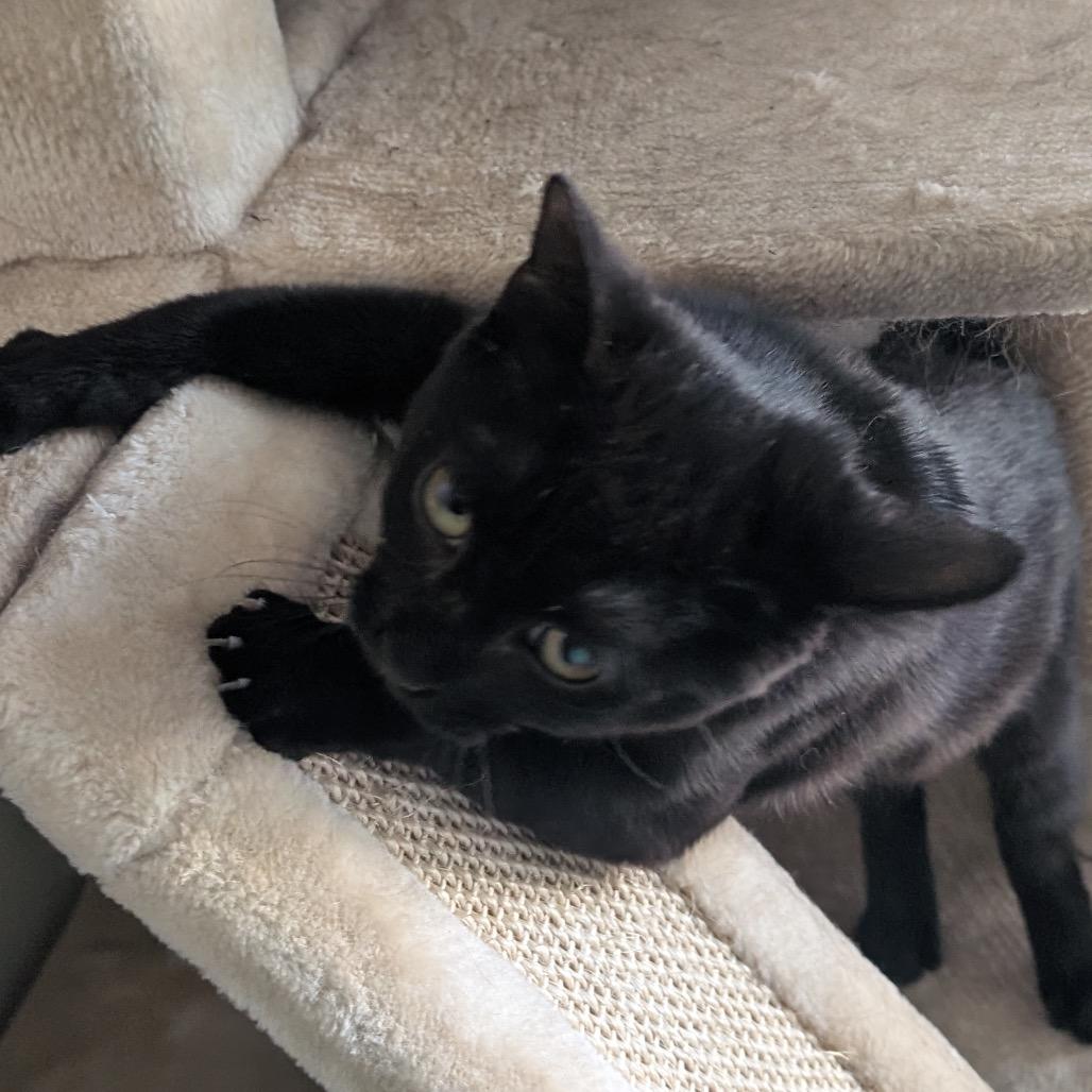 Enlarge Lord Nikon, a Adoptable Domestic Short Hair in Nashville, TN image 4/6