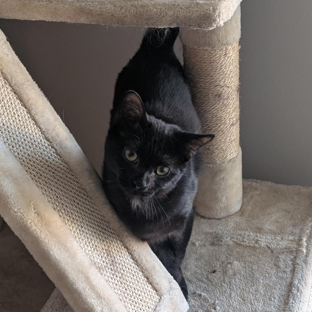 Enlarge Lord Nikon, a Adoptable Domestic Short Hair in Nashville, TN image 5/6