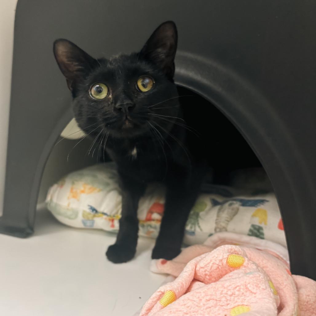 Enlarge Lord Nikon, a Adoptable Domestic Short Hair in Nashville, TN image 6/6