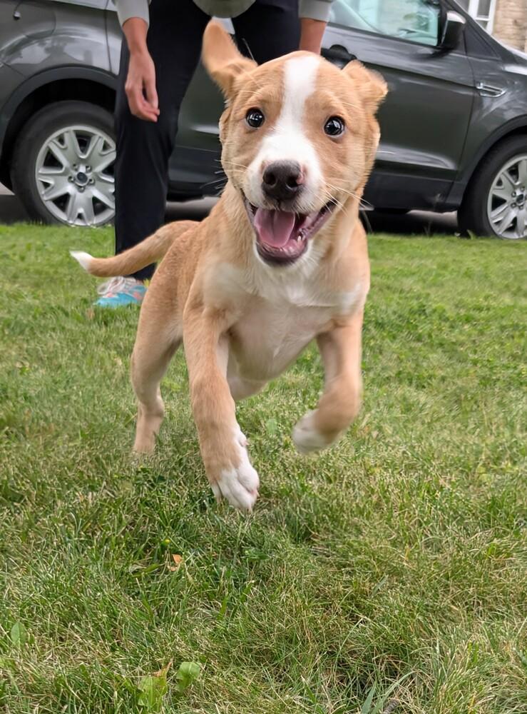 Enlarge Nelson Mandela (Historical Icons), a Adoptable mixed breed in New Albany, OH image 1/4