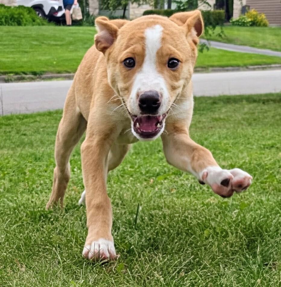 Enlarge Nelson Mandela (Historical Icons), a Adoptable mixed breed in New Albany, OH image 2/4