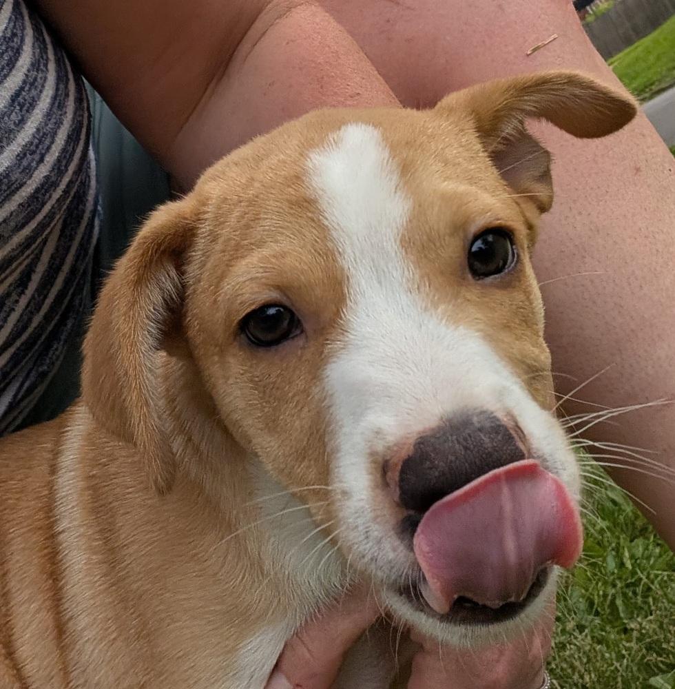 Enlarge Nelson Mandela (Historical Icons), a Adoptable mixed breed in New Albany, OH image 3/4