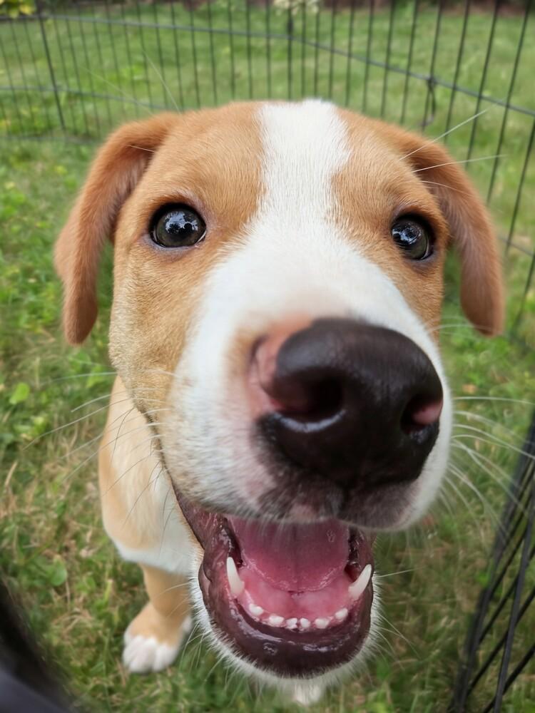 Enlarge Nelson Mandela (Historical Icons), a Adoptable mixed breed in New Albany, OH image 4/4