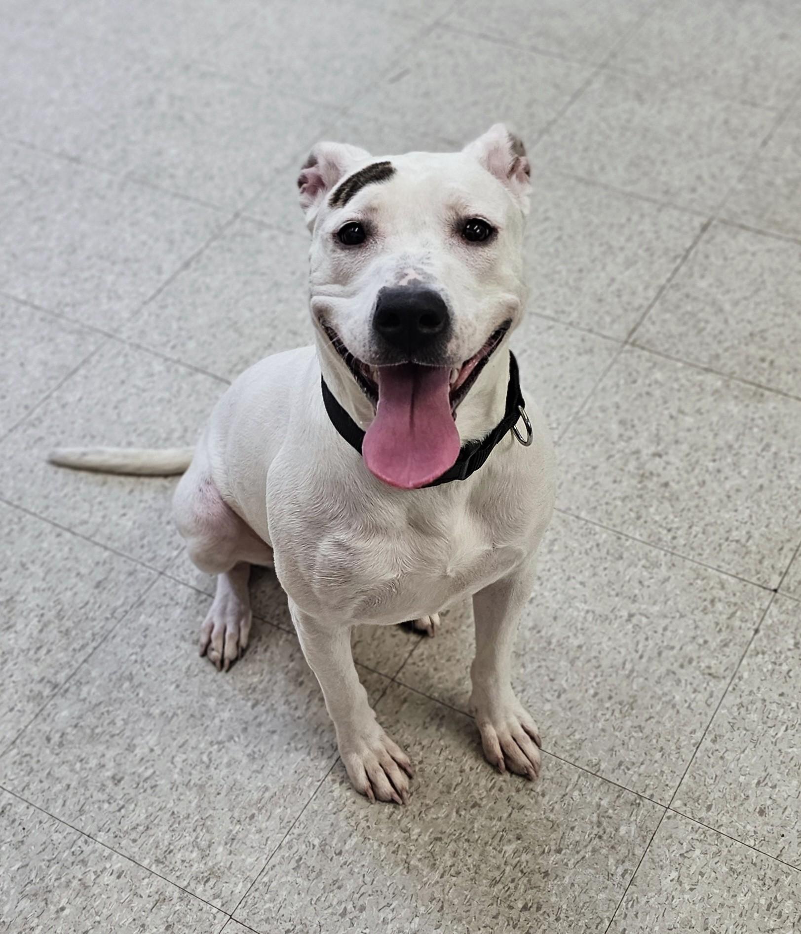 June (Prison Dog), an adopted mixed breed in Bay City, MI image 2/2