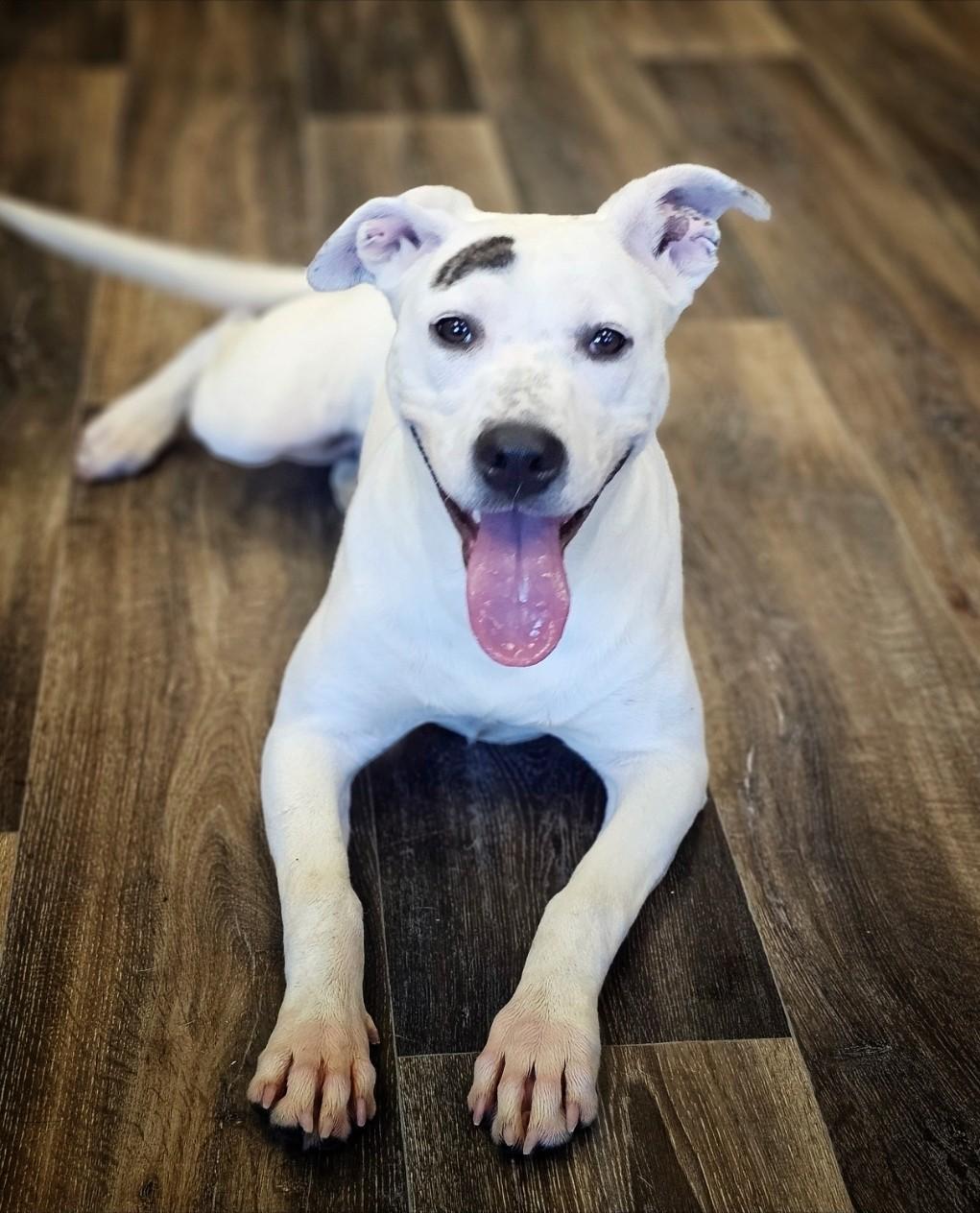 June (Prison Dog), an adopted mixed breed in Bay City, MI image 1/2