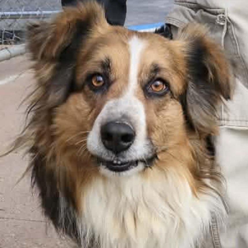 Enlarge Odie, a Adoptable Australian Shepherd in Alexandria, VA image 1/4