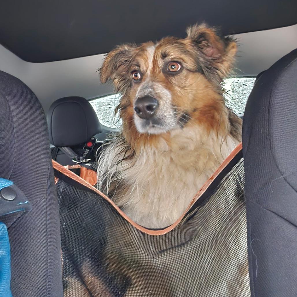 Enlarge Odie, a Adoptable Australian Shepherd in Alexandria, VA image 2/4