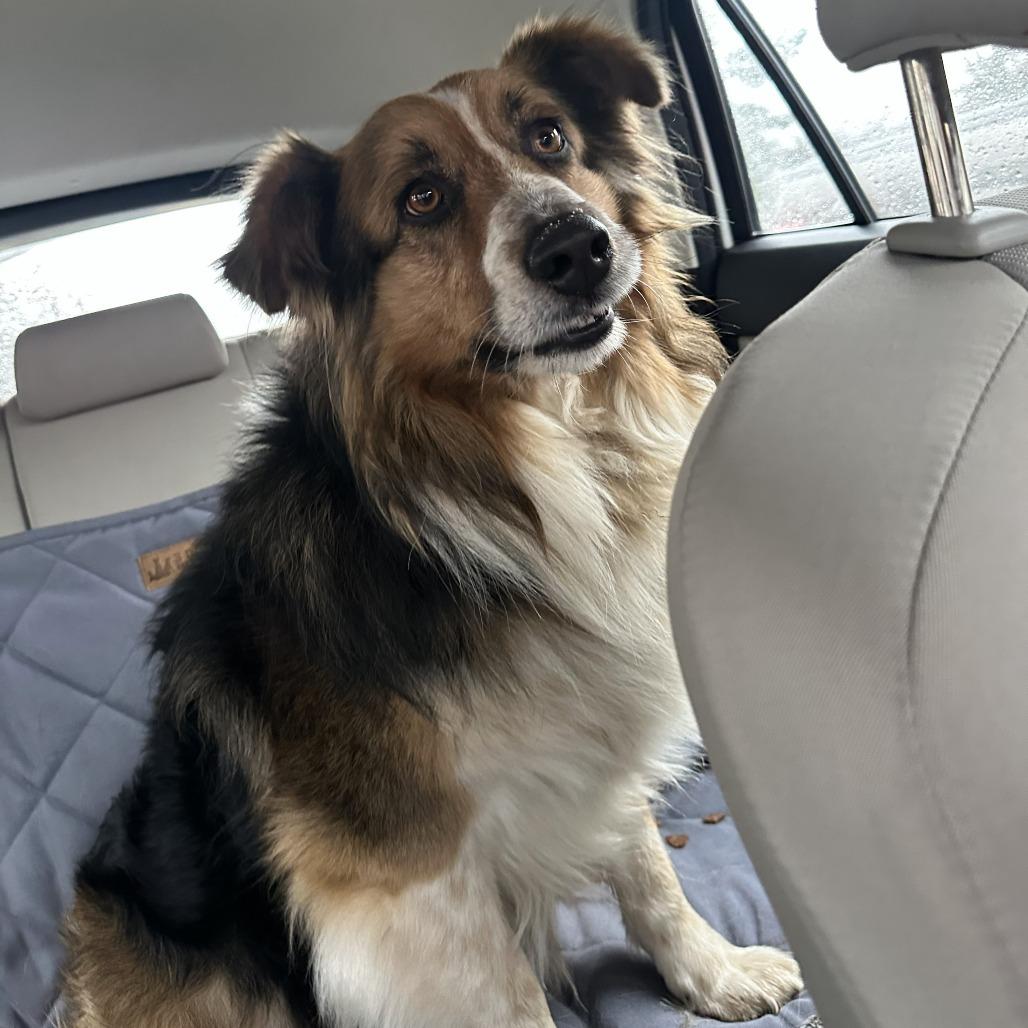 Enlarge Odie, a Adoptable Australian Shepherd in Alexandria, VA image 3/4