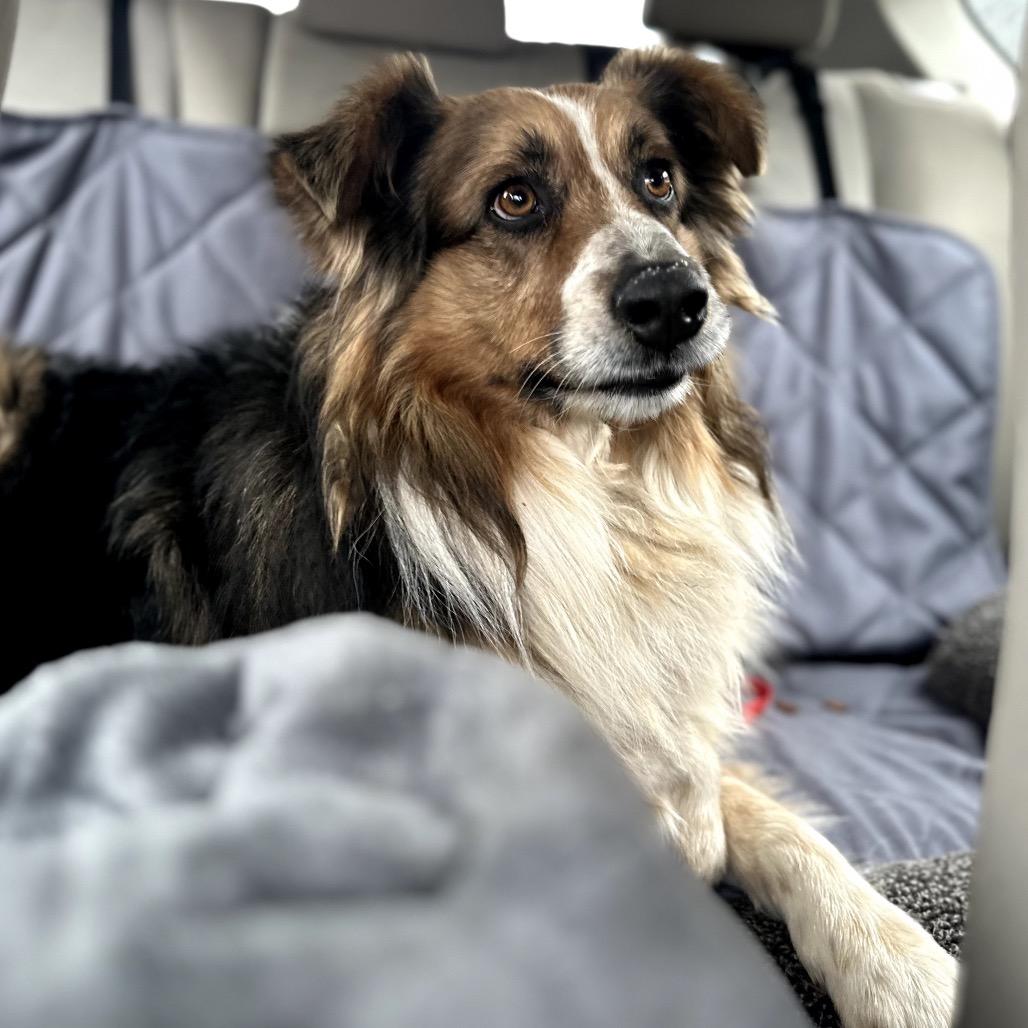Enlarge Odie, a Adoptable Australian Shepherd in Alexandria, VA image 4/4