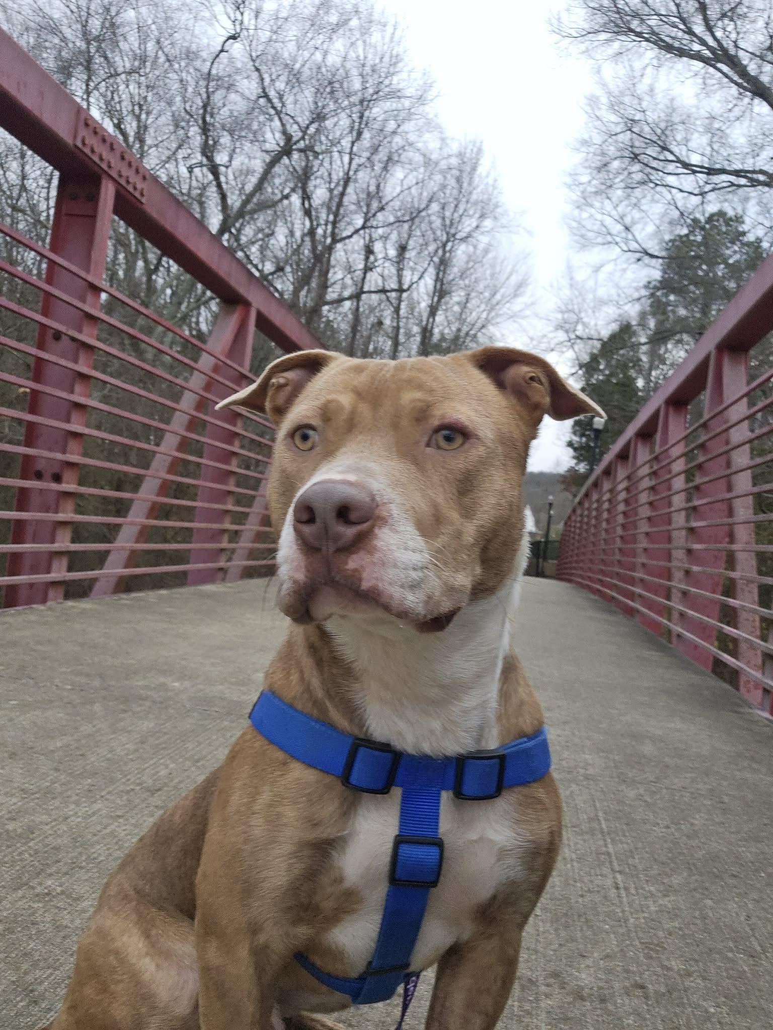 Graham, an adoptable mixed breed in Austin, AR image 1/6