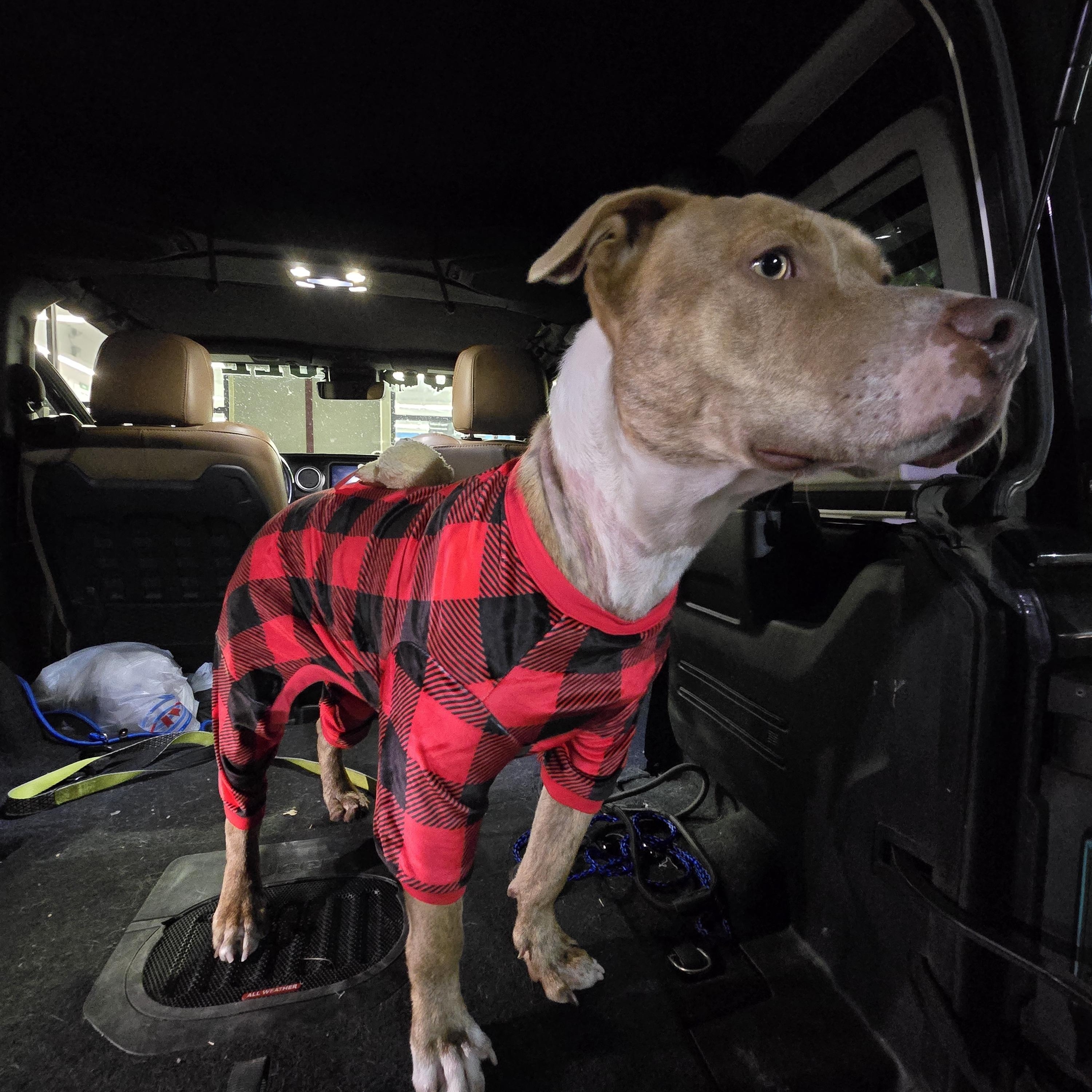 Graham, an adoptable mixed breed in Austin, AR image 3/6