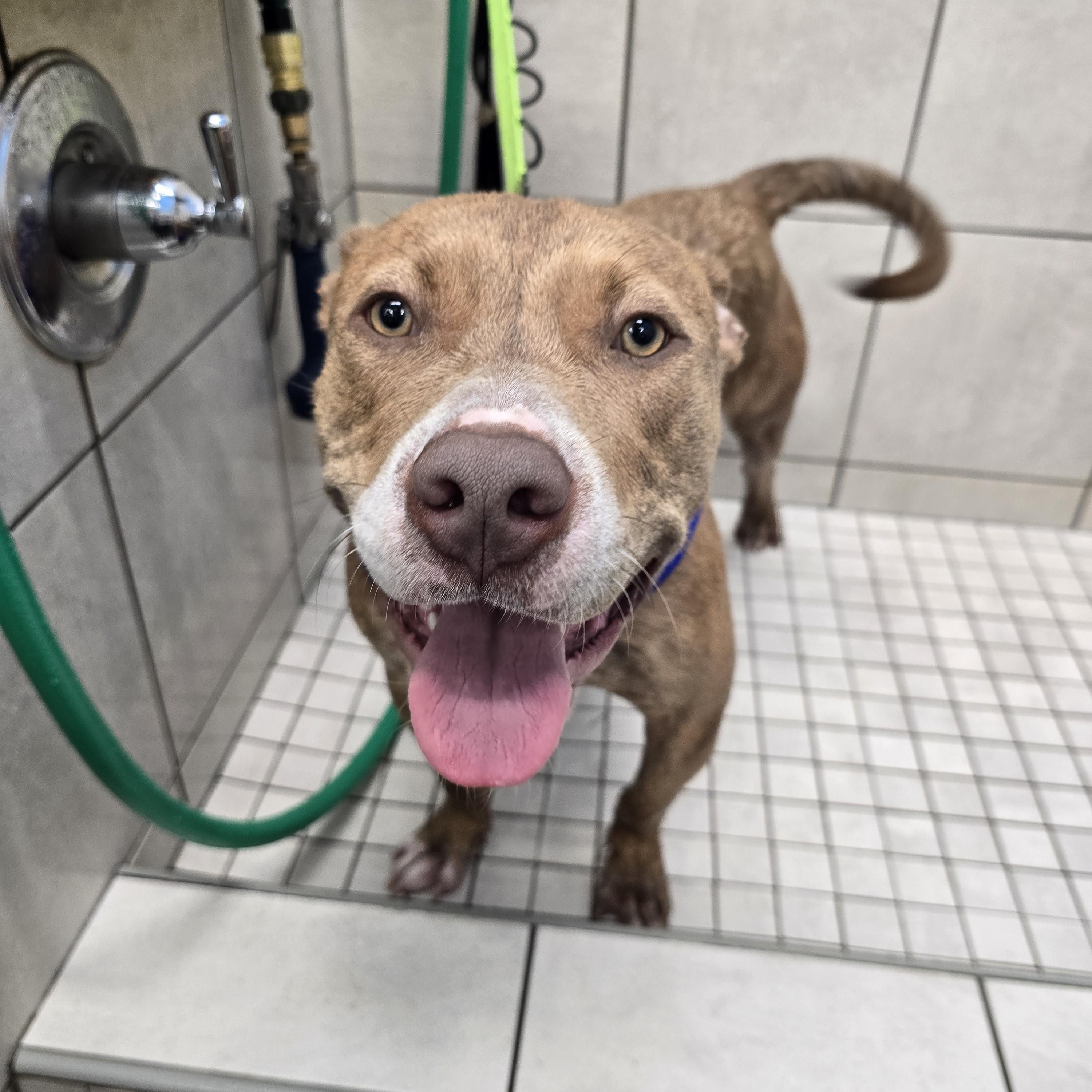 Graham, an adoptable mixed breed in Austin, AR image 2/6