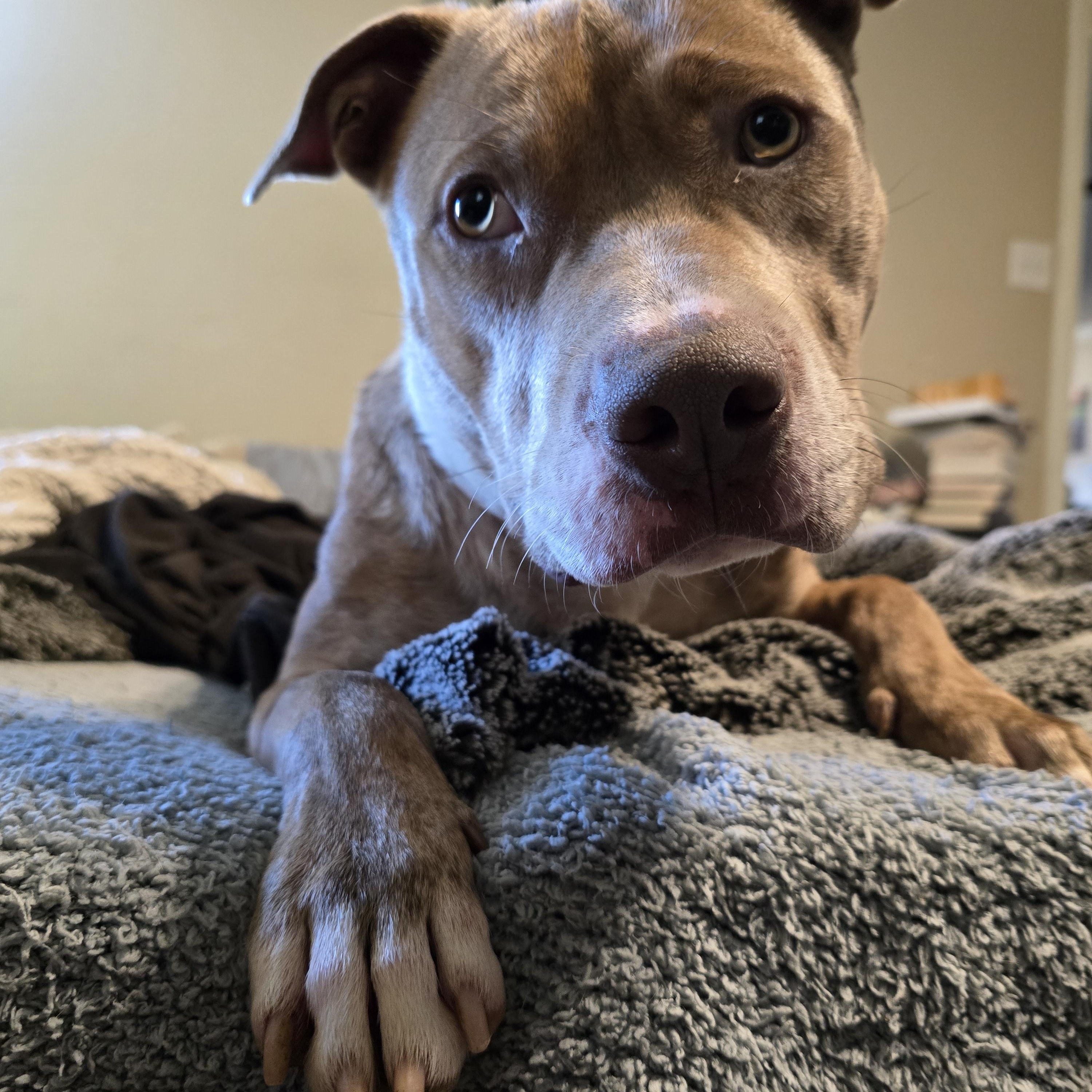 Graham, an adoptable mixed breed in Austin, AR image 5/6