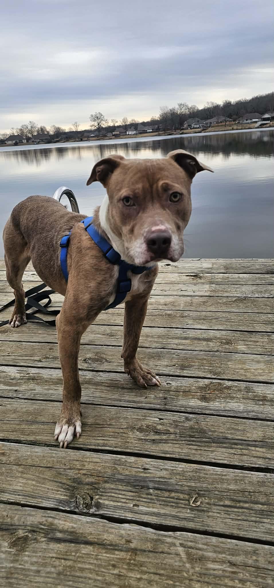 Graham, an adoptable mixed breed in Austin, AR image 6/6