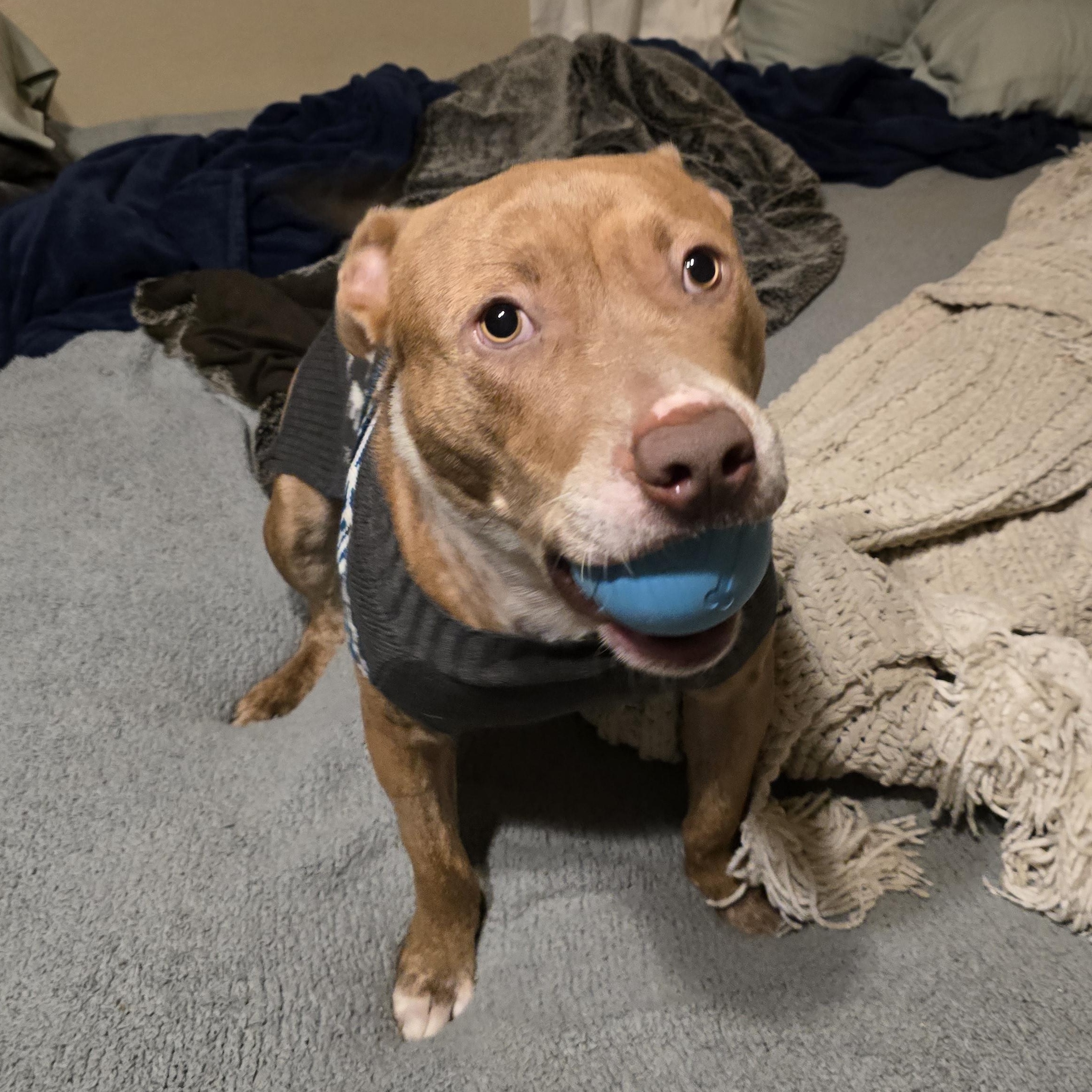 Graham, an adoptable mixed breed in Austin, AR image 4/6